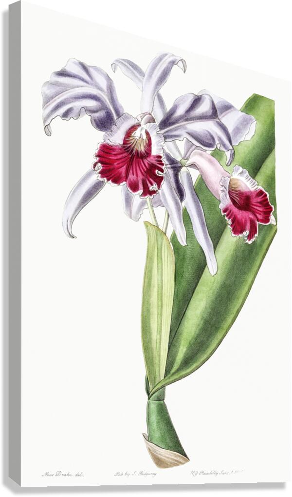 Crimson-lipped cattleya from Edwards Botanical Register 1829-1847  by Sydenham Edwards John Lindley and James Ridgway. Canvas Print