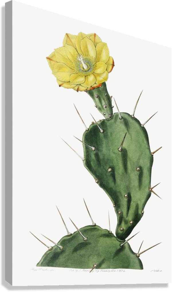 One spined opuntia from Edwards Botanical Register 1829-1847  by Sydenham Edwards John Lindley and James Ridgway. Canvas Print