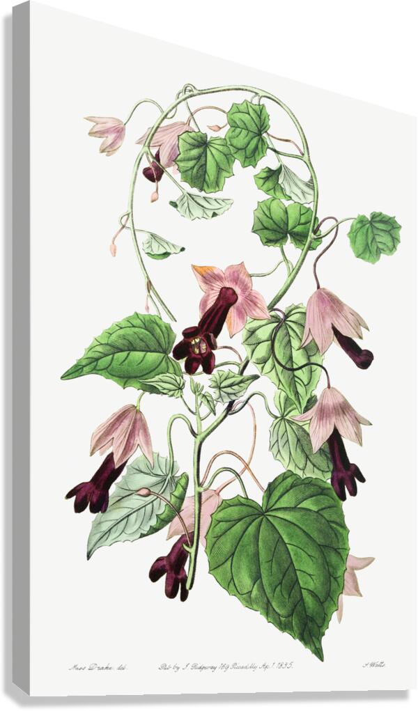 Twinning red-cloak from Edwards Botanical Register 1829-1847  by Sydenham Edwards John Lindley and James Ridgway. Canvas Print