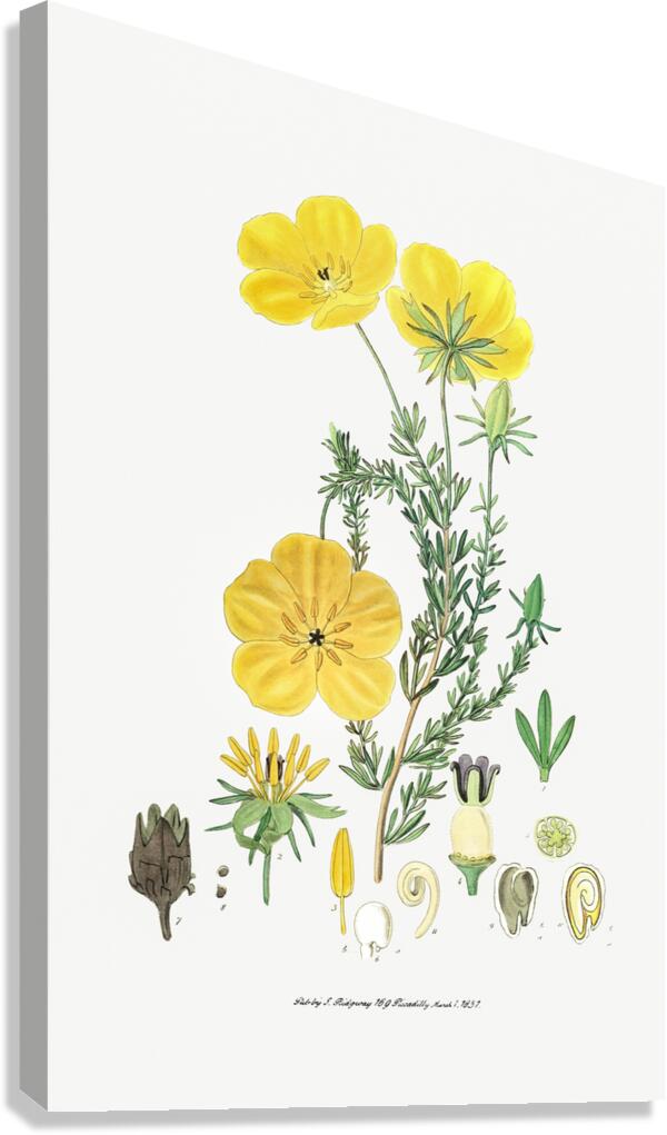 Long-stalked ledocarpum from Edwards Botanical Register 1829-1847  by Sydenham Edwards John Lindley and James Ridgway. Canvas Print