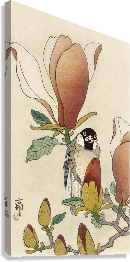 Sparrow on blooming magnolia branch 1900 - 1930 by Ohara Koson 1877-1945. Canvas Print