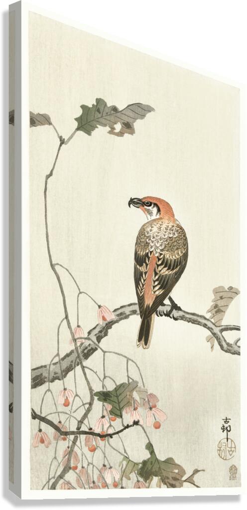 Crossbill on tree branch 1900 - 1910 by Ohara Koson 1877-1945. Canvas Print