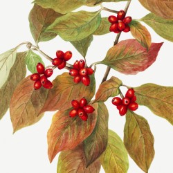 Flowering Dogwood Cornus florida 1919