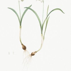 Snowdrop illustration 