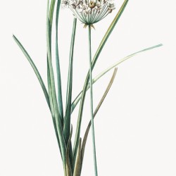 Flowering rush Butomus umbrellatus illustration 