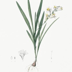 Gladiolus Xanthospilus illustration 