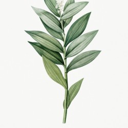 Smilacina stellata illustration 