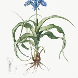 Iris scorpiodes illustration 