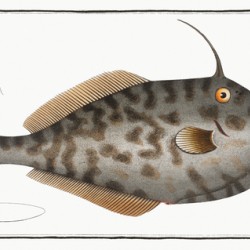 Mingo Balistes Monoceros