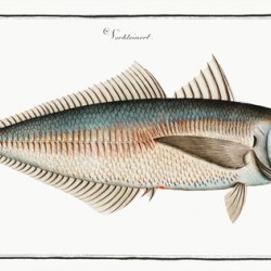 Scad Scomber Trachurus