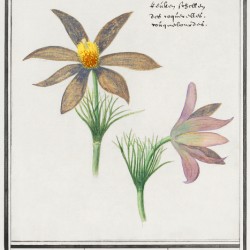 Pasque flower in vintage style