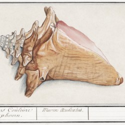 Swan in vintage style