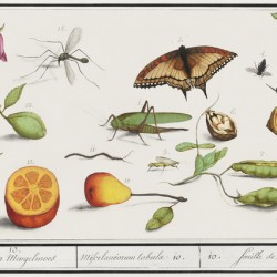 Grey parrot in vintage style