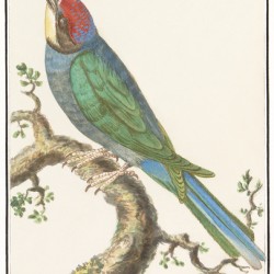 European bee eater in vintage style