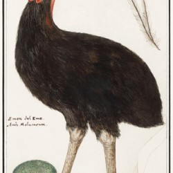 Cassowary vintage style