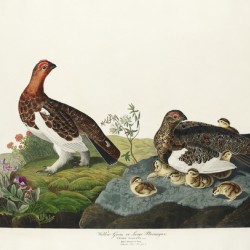 Willow Grouse or Large Ptarmigan