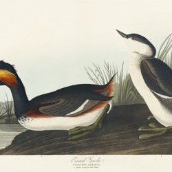 Eared Grebe
