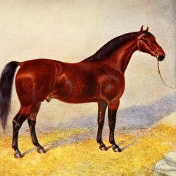 Cleveland Bay Stallion Sultan Frank Babbage English 1858–1916