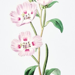 The spotted blush enothera from Edwards Botanical Register 1829-1847  by Sydenham Edwards John Lindley and James Ridgway.