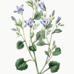 Dalmatian wall campanula flower from Edwards Botanical Register 1829-1847  by Sydenham Edwards John Lindley and James Ridgway.