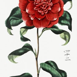 Mr. Reevess crimson camellia from Edwards Botanical Register 1829-1847  by Sydenham Edwards John Lindley and James Ridgway.
