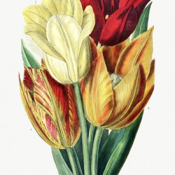 Rough stemmed tulip from Edwards Botanical Register 1829-1847  by Sydenham Edwards John Lindley and James Ridgway.