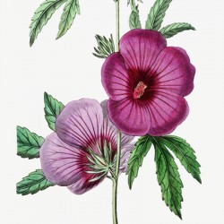 Mr.Lindleys Hibiscus from Edwards Botanical Register 1829-1847  by Sydenham Edwards John Lindley and James Ridgway.