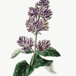 Lady Josikas lilac from Edwards Botanical Register 1829-1847  by Sydenham Edwards John Lindley and James Ridgway.