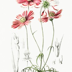 Fine-leaved cosmus from Edwards Botanical Register 1829-1847  by Sydenham Edwards John Lindley and James Ridgway.