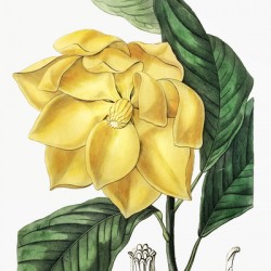 De Candolles talaum tree from Edwards Botanical Register 1829-1847  by Sydenham Edwards John Lindley and James Ridgway.