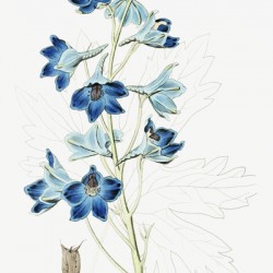 Shewy delphinium from Edwards Botanical Register 1829-1847  by Sydenham Edwards John Lindley and James Ridgway.