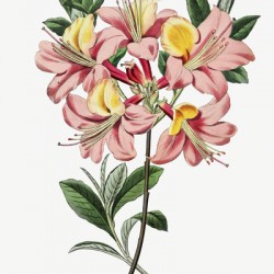 Changeable pontic azalea from Edwards Botanical Register 1829-1847  by Sydenham Edwards John Lindley and James Ridgway.