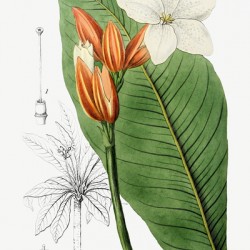 Brasilian red-coat from Edwards Botanical Register 1829-1847  by Sydenham Edwards John Lindley and James Ridgway.