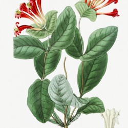 The north-west honeysuckle from Edwards Botanical Register 1829-1847  by Sydenham Edwards John Lindley and James Ridgway.