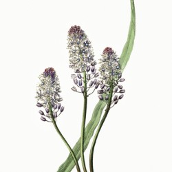 Meadow squill from Edwards Botanical Register 1829-1847  by Sydenham Edwards John Lindley and James Ridgway.