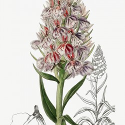 Leafy spiked orchis from Edwards Botanical Register 1829-1847  by Sydenham Edwards John Lindley and James Ridgway.