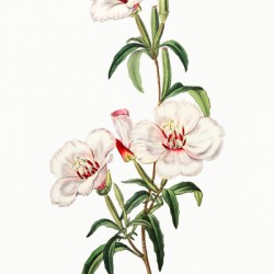 Wine-stained godetia from Edwards Botanical Register 1829-1847  by Sydenham Edwards John Lindley and James Ridgway.