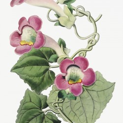 Blushing lophospermum from Edwards Botanical Register 1829-1847  by Sydenham Edwards John Lindley and James Ridgway.