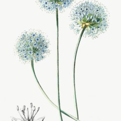Blue leek from Edwards Botanical Register 1829-1847  by Sydenham Edwards John Lindley and James Ridgway.