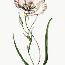 atiny calochortus from Edwards Botanical Register 1829-1847  by Sydenham Edwards John Lindley and James Ridgway.