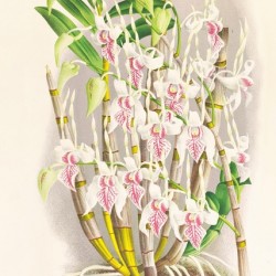 Dendrobium stratiotes