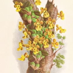 Oncidium Limminghei