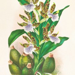 Zygopetalum intermedium