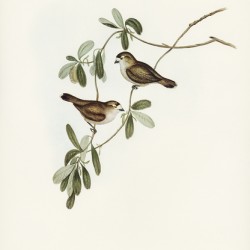 White-faced Xerophila Xerophila leucopsis illustrated by Elizabeth Gould 1804–1841 for John Gould’s 1804-1881 Birds of Australia 
