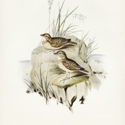 Horsfield’s Mirafra Mirafra Horsfieldii illustrated by Elizabeth Gould 1804–1841 for John Gould’s 1804-1881 Birds of Australia 