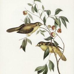 Australian Bell Bird Myzantha melanophrys illustrated by Elizabeth Gould 1804–1841 for John Gould’s 1804-1881 Birds of Australia 
