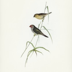 Red-tailed Finch Estrelda ruficauda illustrated by Elizabeth Gould 1804–1841 for John Gould’s 1804-1881 Birds of Australia 