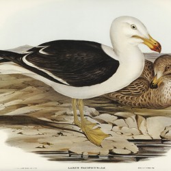 Pacific Gull Larus Pacificus illustrated by Elizabeth Gould 1804–1841 for John Gould’s 1804-1881 Birds of Australia 