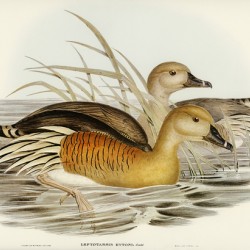Masked Pewit Lobivanellus personatus illustrated by Elizabeth Gould 1804–1841 for John Gould’s 1804-1881 Birds of Australia 