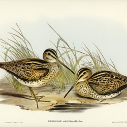 New Holland Snipe Scolopax Australis illustrated by Elizabeth Gould 1804–1841 for John Gould’s 1804-1881 Birds of Australia 